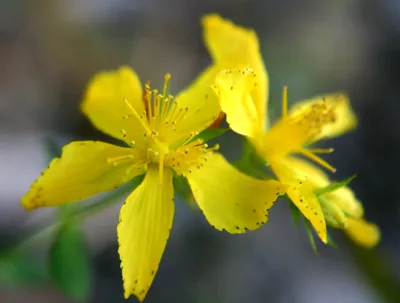 St. Johns Wort: A Photo Tribute to Nature's Artistry