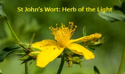 A Mesmerizing Image of St. Johns Wort in its Natural Habitat