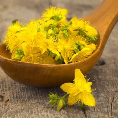 St. Johns Wort: A Picture Perfect Flower