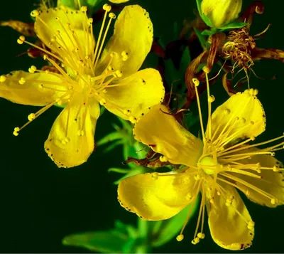 A Picture That Will Take Your Breath Away: St. Johns Wort in Bloom