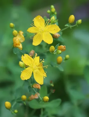 The Elegance of St. Johns Wort Captured in a Photo