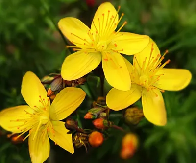 St. Johns Wort: An Image of Pure Beauty