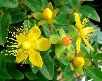 Flower Power: The Allure of St. Johns Wort in a Picture