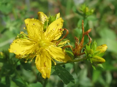 A Picture of St. Johns Wort That Will Make You Smile
