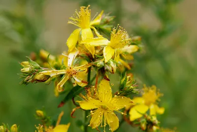 A Photo That Highlights the Serene St. Johns Wort