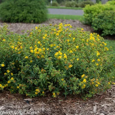 St. Johns Wort: A Picture of Delightful Charm