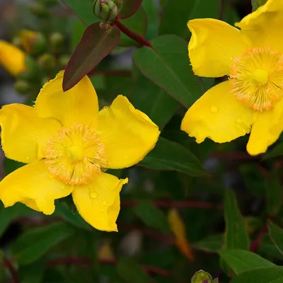An Image of St. Johns Wort That Will Leave You in Awe
