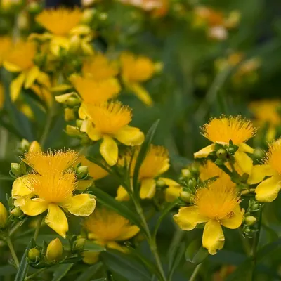 St. Johns Wort: A Photo That Will Brighten Your Day
