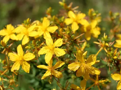St. Johns Wort: A Picture That Will Take You on a Journey of Wonder