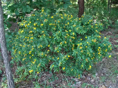 An Image of St. Johns Wort That Will Leave You Spellbound