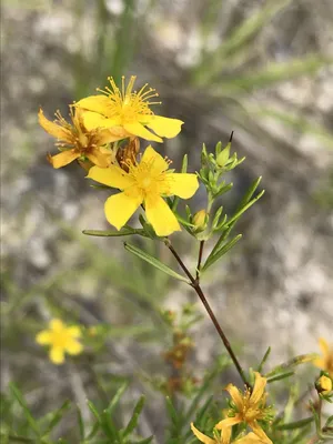 St. Johns Wort: A Photo That Celebrates the Beauty of Life and Nature