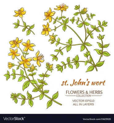 A Charming Picture of St. Johns Wort