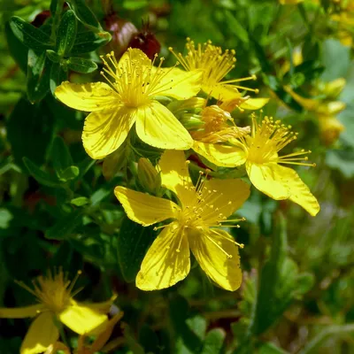 A Gorgeous Close-Up of St. Johns Wort in a Photo