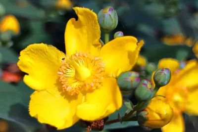 The Fascinating St. Johns Wort Photo