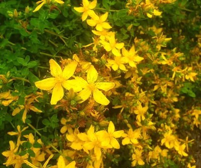 The Beautiful St. Johns Wort Flower in Full Bloom