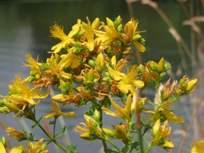 The Gorgeous St. Johns Wort Image in Nature