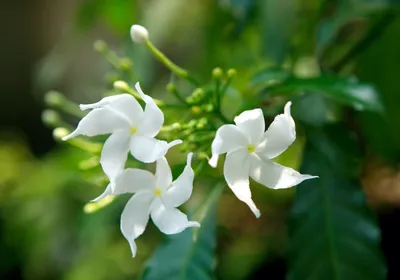 A Stunning Display of Star Jasmine Flowers