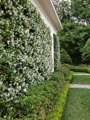 Star Jasmine: A Fragrant and Beautiful Addition to Your Garden