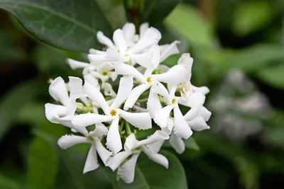 A Close-Up of Star Jasmine's Intricate Petals
