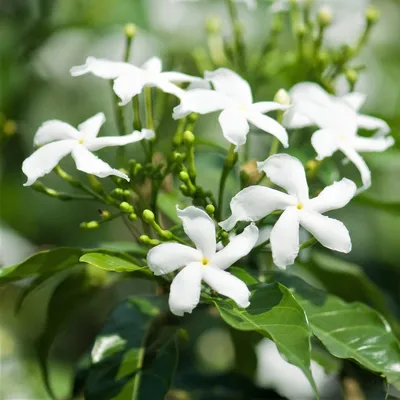 A Picture-Perfect Moment with Star Jasmine