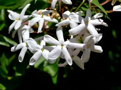 The Alluring Fragrance of Star Jasmine