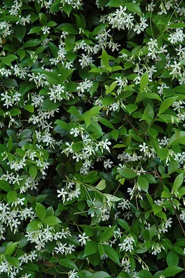 Star Jasmine: A Timeless Classic in the World of Flowers