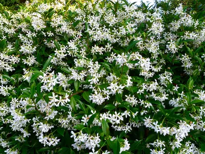 Star Jasmine: A Flower Fit for Royalty