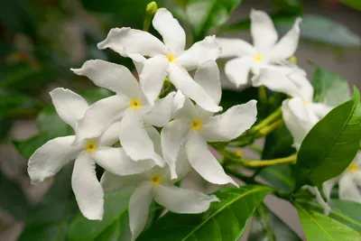 A Gorgeous Cluster of Star Jasmine Blooms