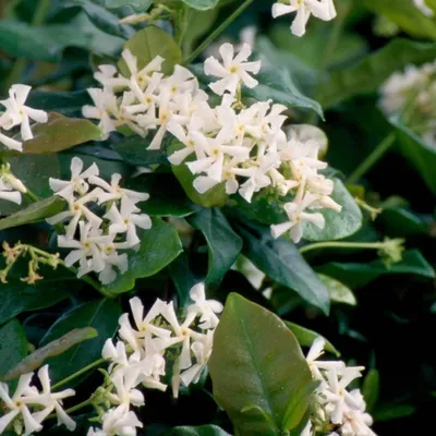 Star Jasmine: A Flower That Represents Purity and Innocence