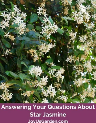 A Stunning Image of Star Jasmine in a Garden Setting