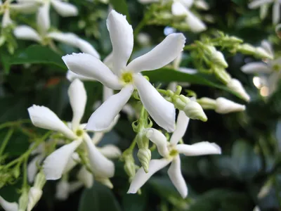 The Enchanting Aroma of Star Jasmine Flowers
