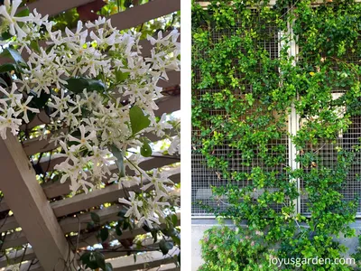 Star Jasmine: A Flower That Brings Joy and Happiness