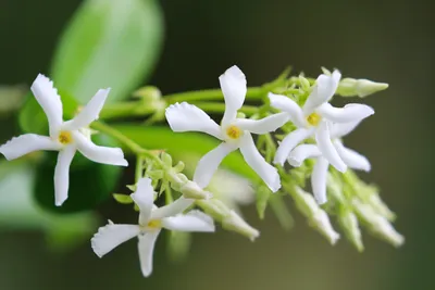 Star Jasmine: A Flower That Exudes Love and Romance
