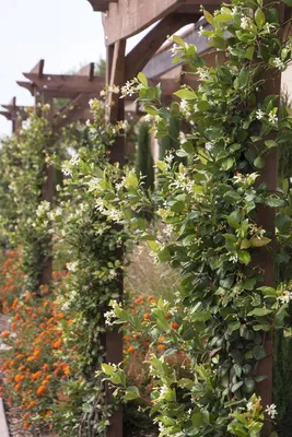 The Beauty and Grace of Star Jasmine in a Bouquet