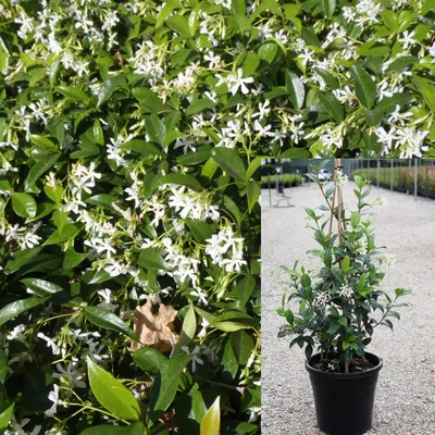 Star Jasmine: A Flower That Evokes Peace and Tranquility