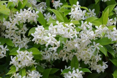 The Graceful and Elegant Nature of Star Jasmine Flowers