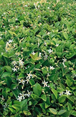 Star Jasmine: A Flower That Will Always Be in Style