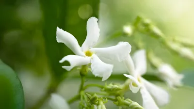 A Stunning Image of Star Jasmine in the Garden