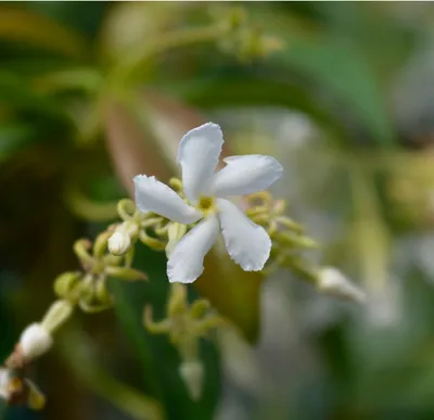 Mesmerizing Star Jasmine Flower Photo
