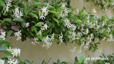 Delicate Star Jasmine Blossoms in Full View