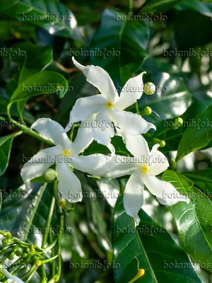 The Beauty of Star Jasmine in a Stunning Photo