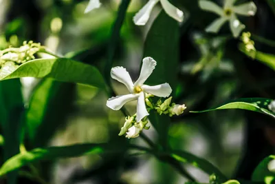 Amazing Close-up Image of Star Jasmine Flowers