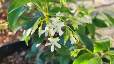 Star Jasmine Flowers in Full Glory - A Gorgeous Image