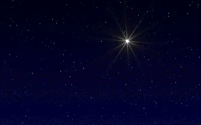 A Striking Shot of a Star of Bethlehem in Full Bloom