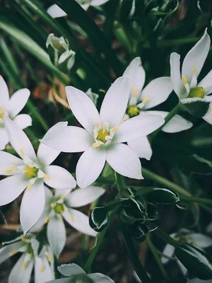 The Star of Bethlehem's Magnificence in a Flower Bed