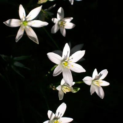 The Star of Bethlehem's Allure in a Field of Colorful Flowers