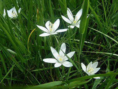 A Striking Image of a Star of Bethlehem Amongst a Sea of Flowers