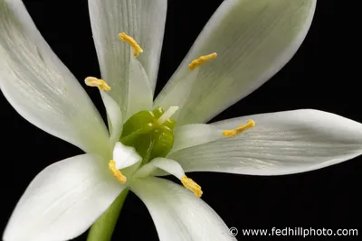 A Floral Spectacle: The Star of Bethlehem in Bloom