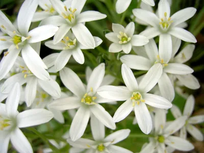 A Delightful Photo of a Star of Bethlehem in Nature