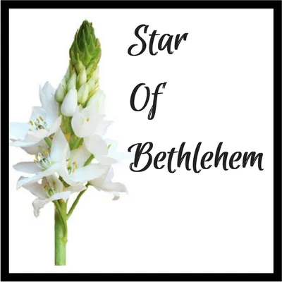 A Heavenly Star of Bethlehem Flower Picture